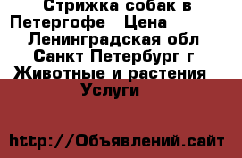 Стрижка собак в Петергофе › Цена ­ 1 000 - Ленинградская обл., Санкт-Петербург г. Животные и растения » Услуги   
